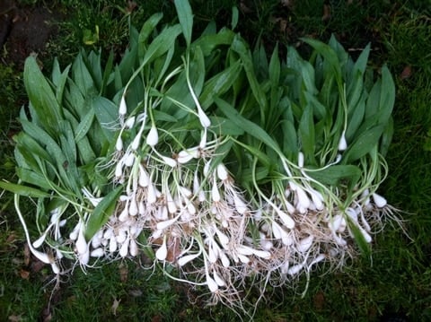 Pile of freshly harvested Ramps.