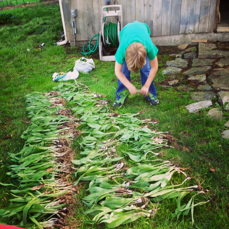 Young boy cleaning freshly harvested ramps.
