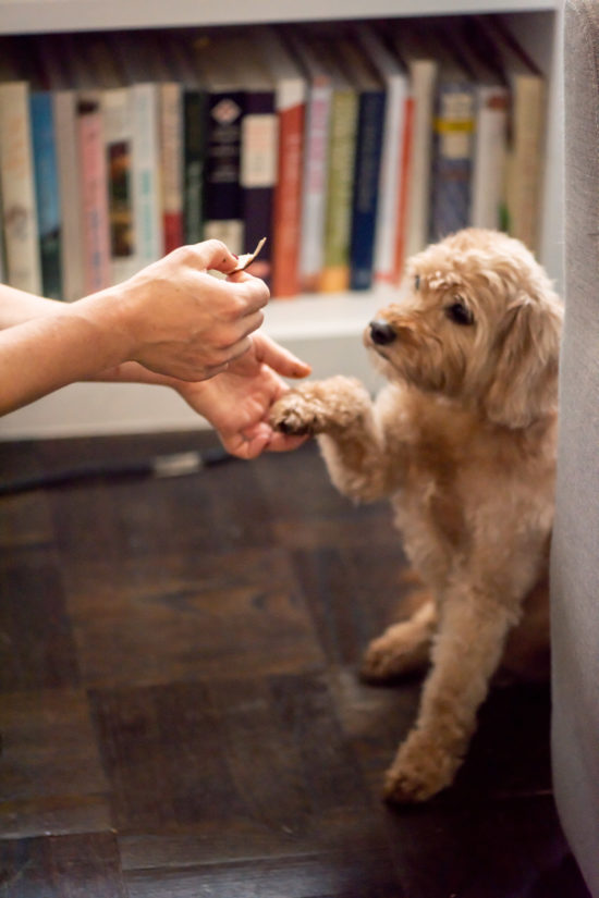 How to Give a Dog a Pill / Photo by Cheyenne Cohen / Katie Workman / themom100.com