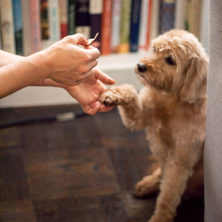 How to Give a Dog a Pill / Photo by Cheyenne Cohen / Katie Workman / themom100.com