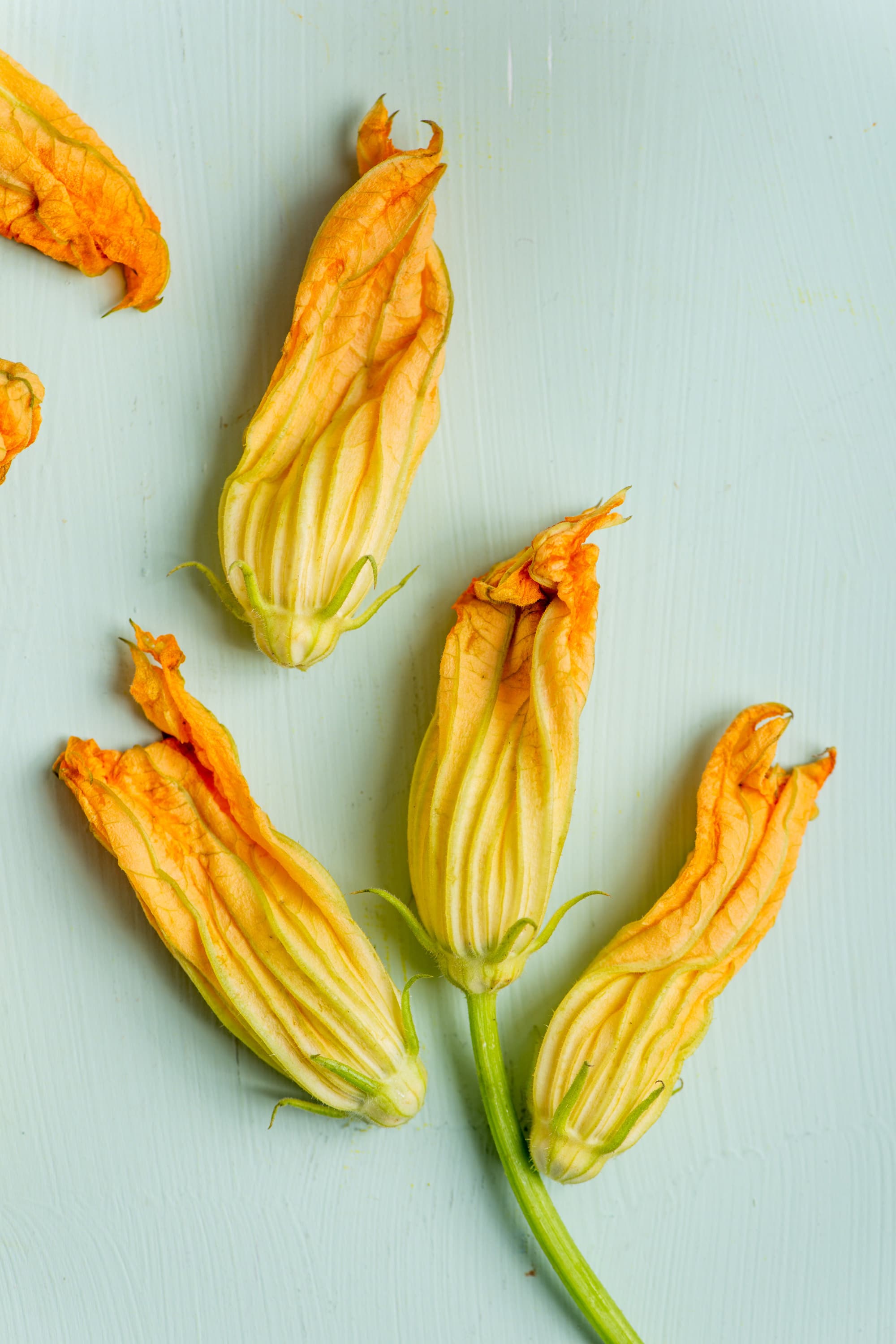 Zucchini Squash Blossoms on teal table top.