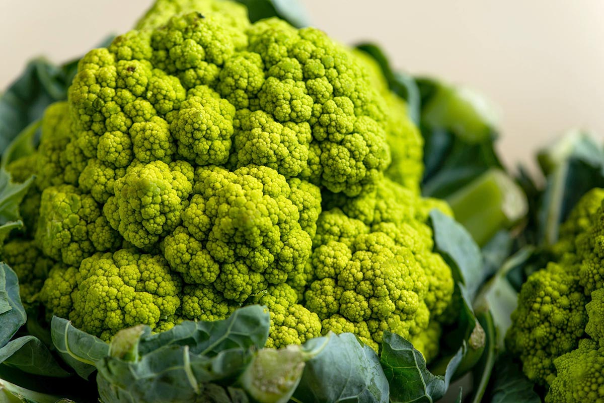 Head of cauliflower-like broccoflower on table.