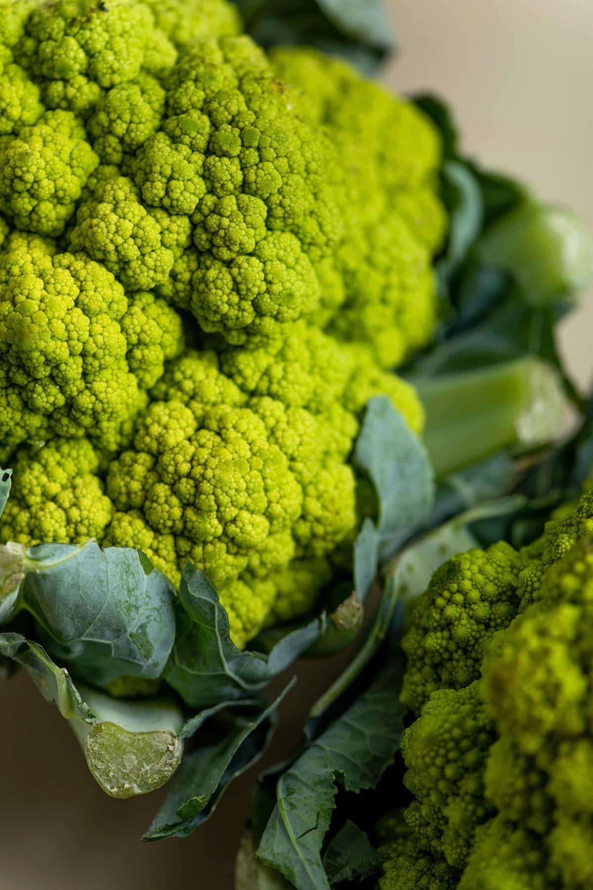 Head of fresh cauliflower-like broccoflower on cutting board.