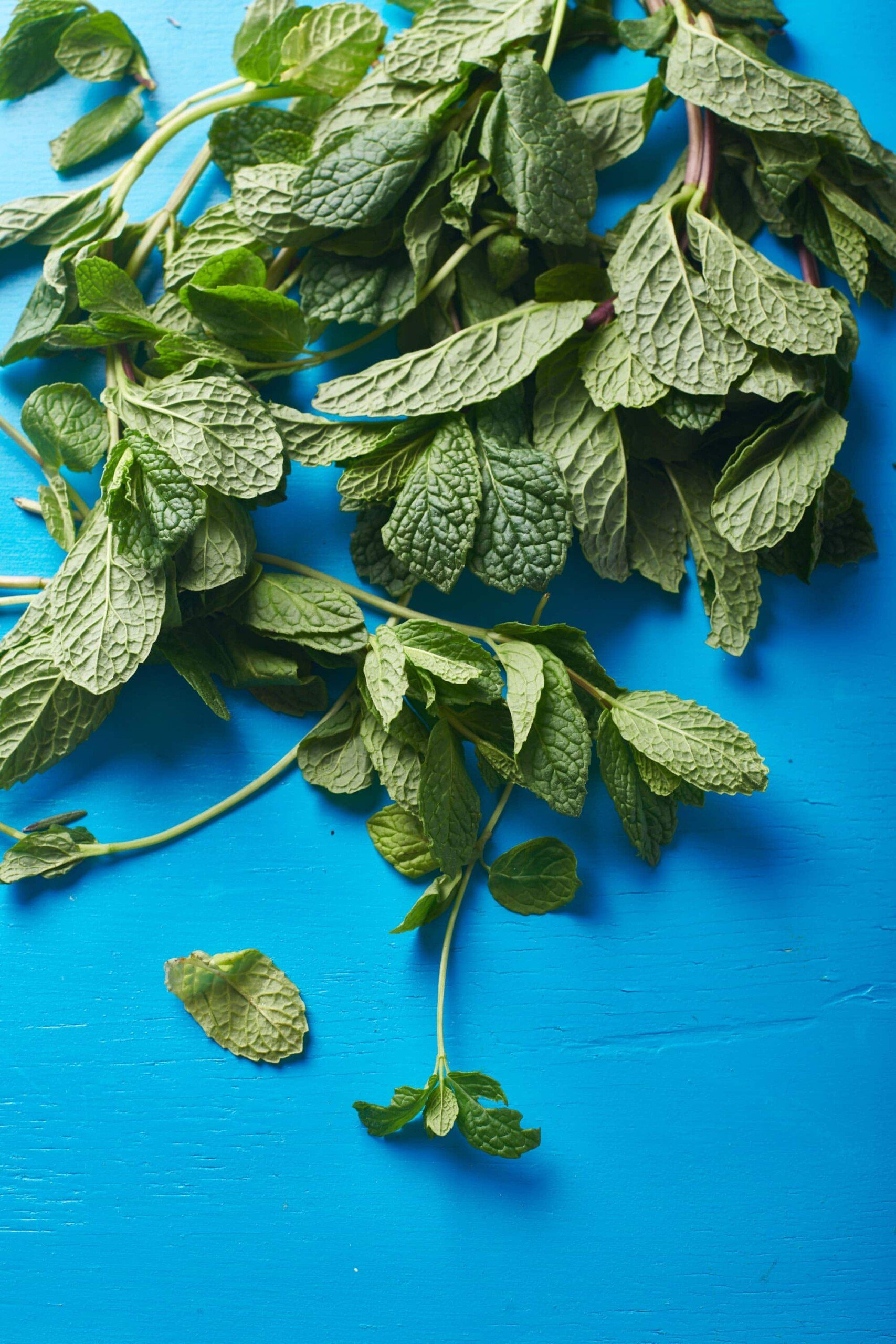 Fresh mint sprigs on blue surface.
