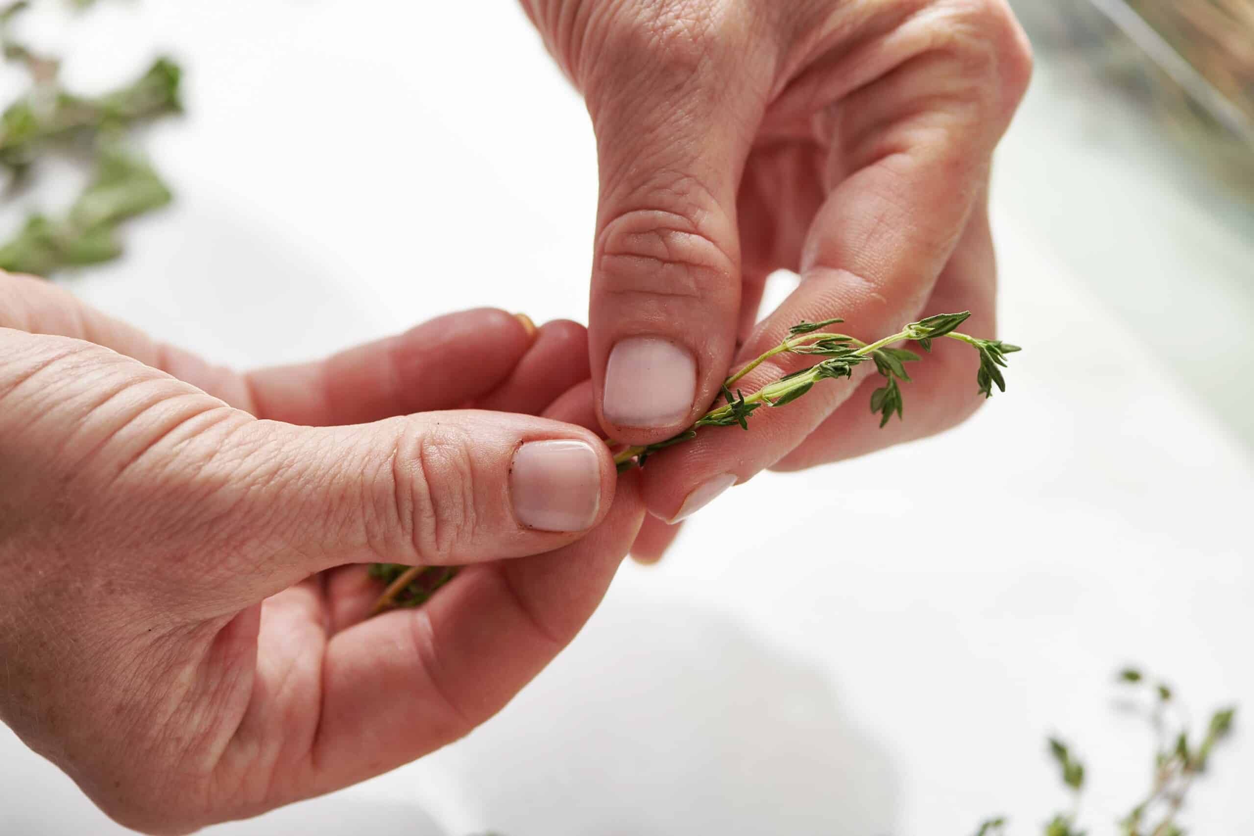 Peeling fresh thyme leaves off stem.