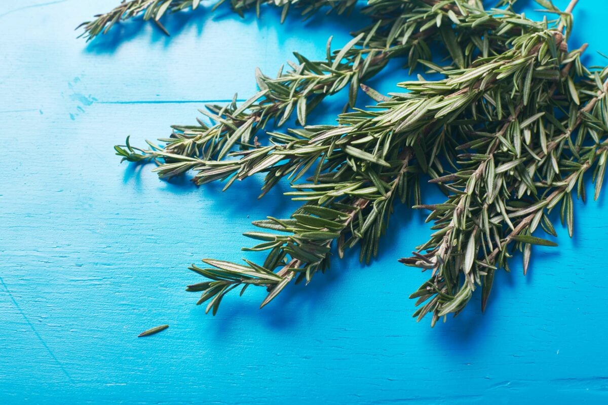 Bundle of fresh rosemary on blue table.