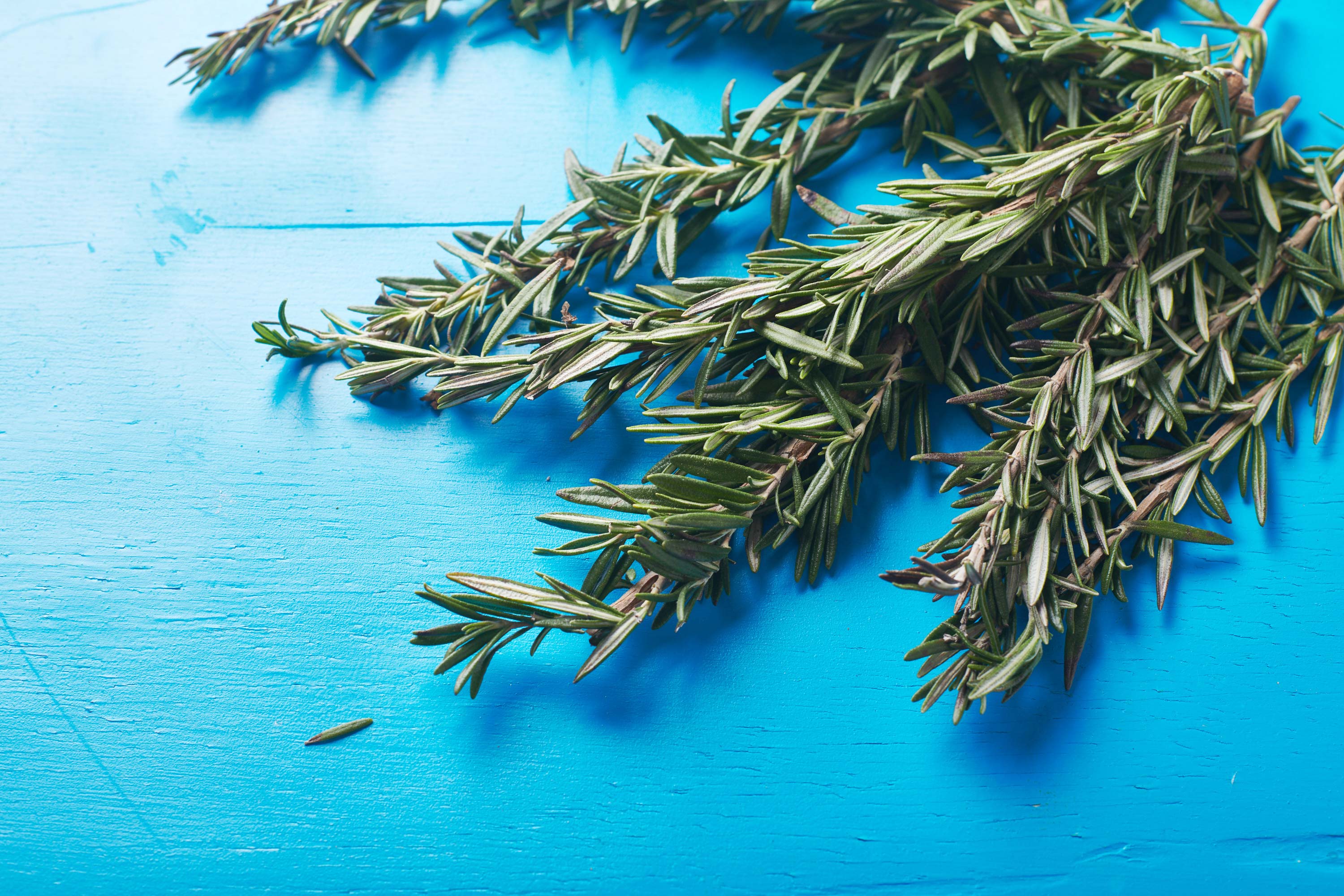 Sprigs of fresh rosemary on blue wood table.