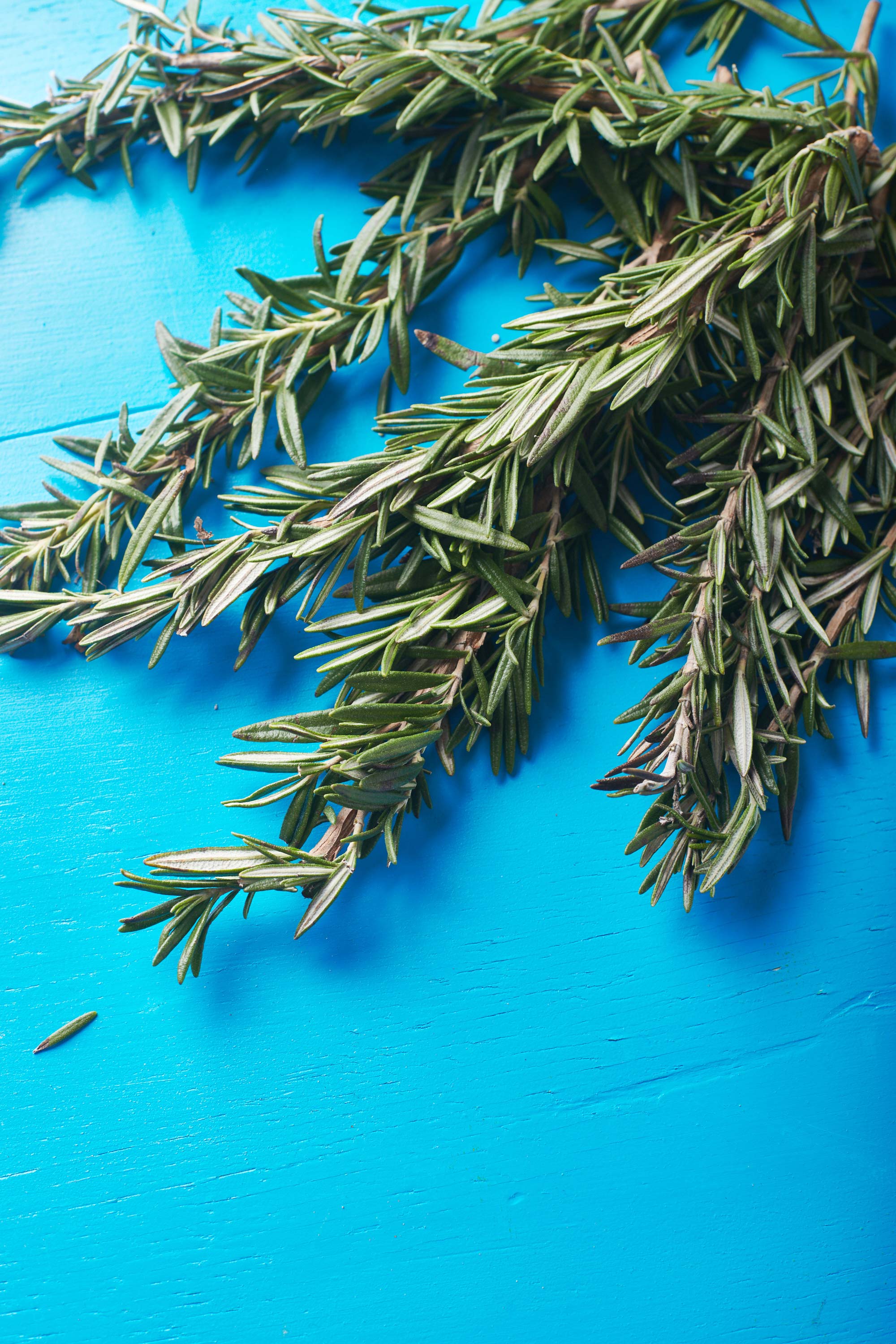 Fresh rosemary sprigs on blue table.