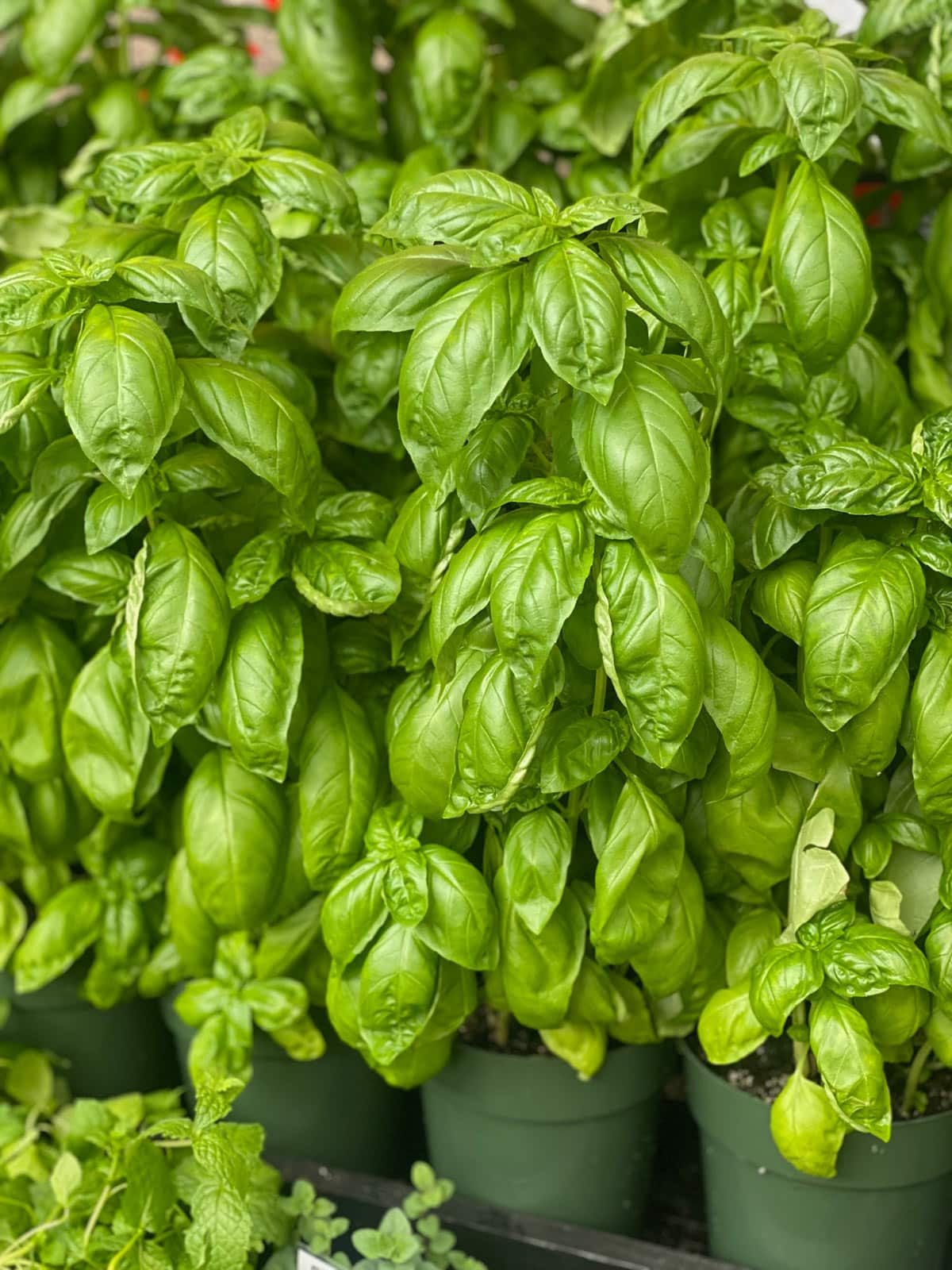 Fresh basil plants in pots.