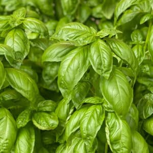 Fresh basil leaves on plant.