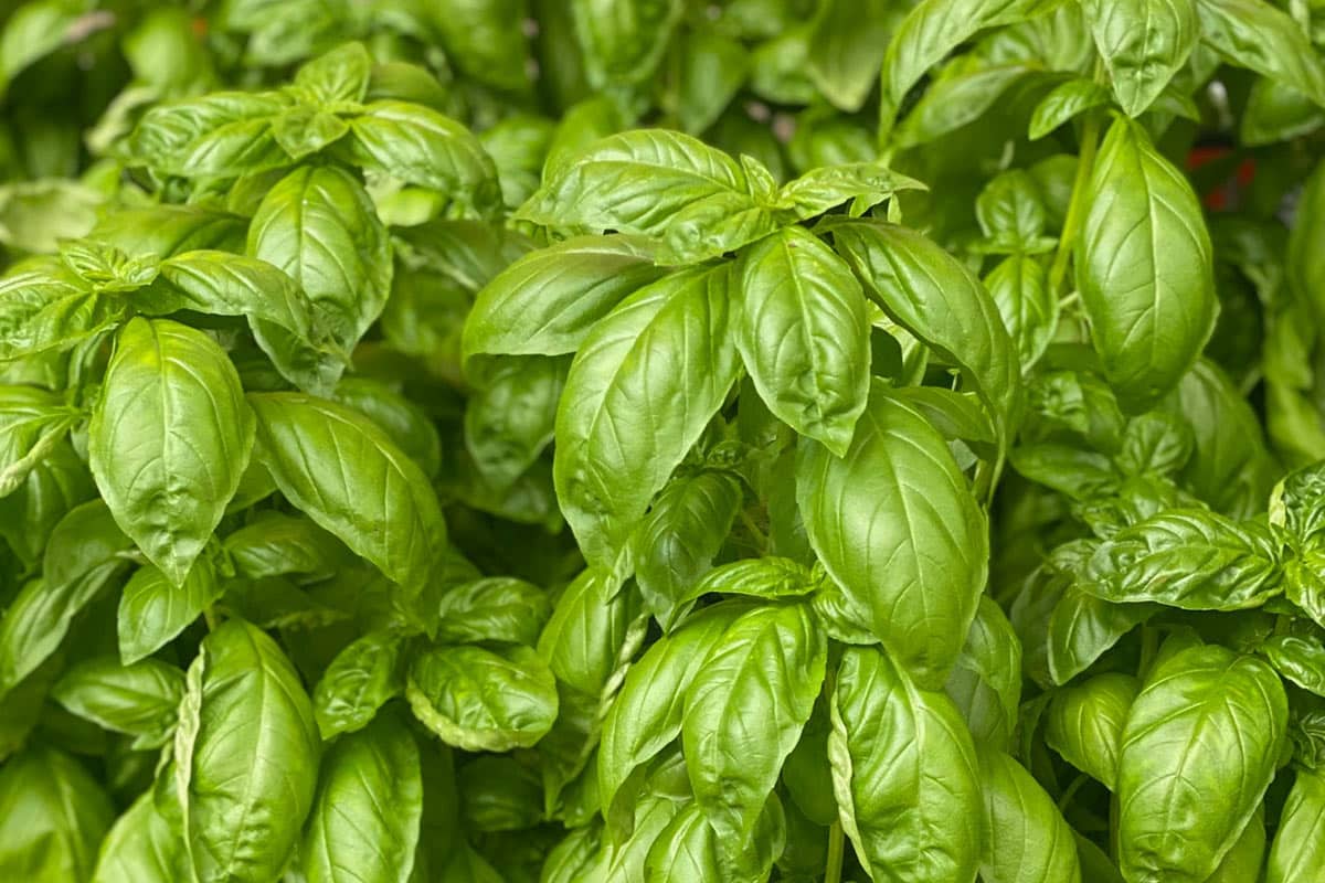 Fresh basil leaves on plant.