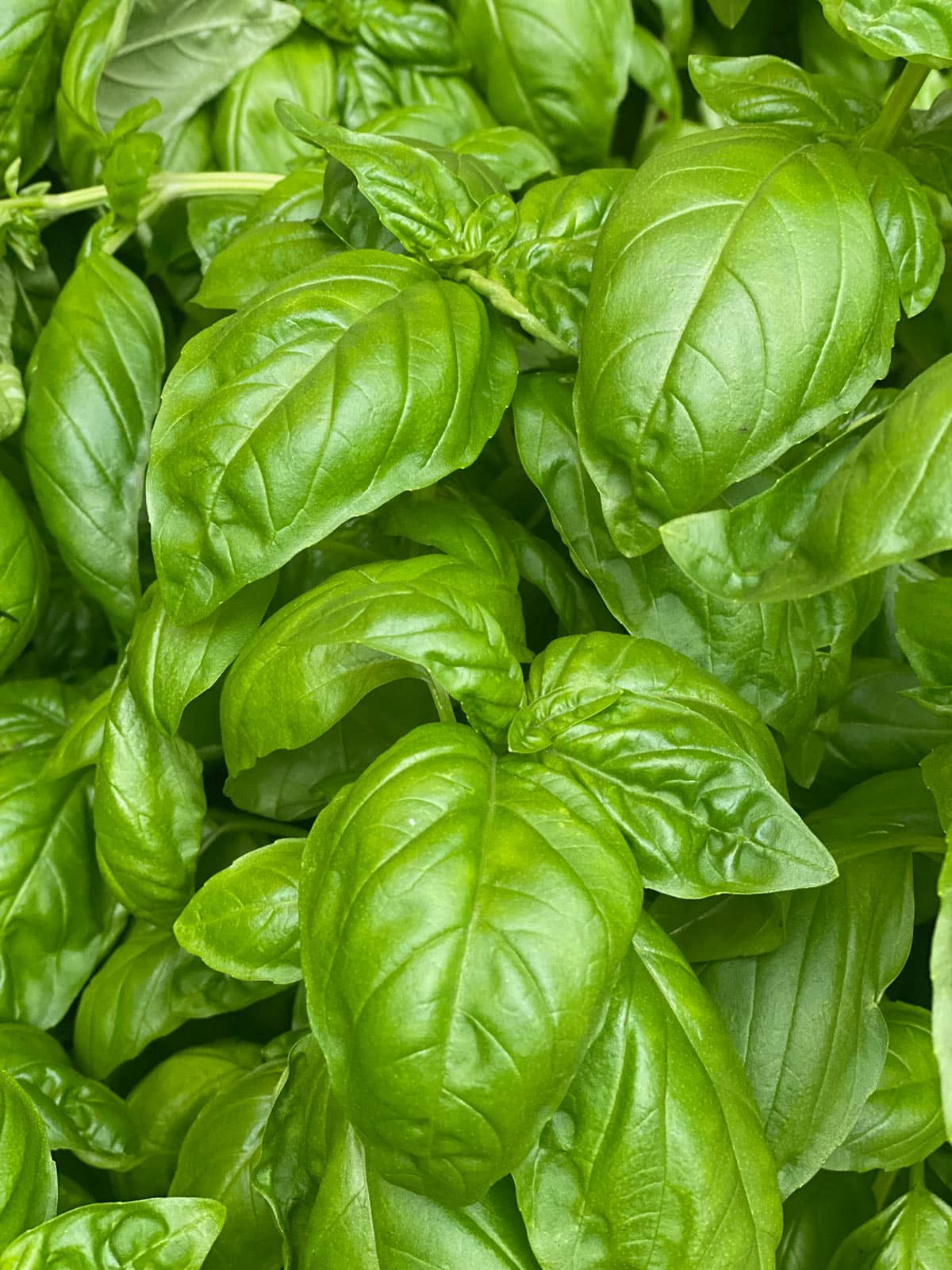 Fresh sweet basil plant.