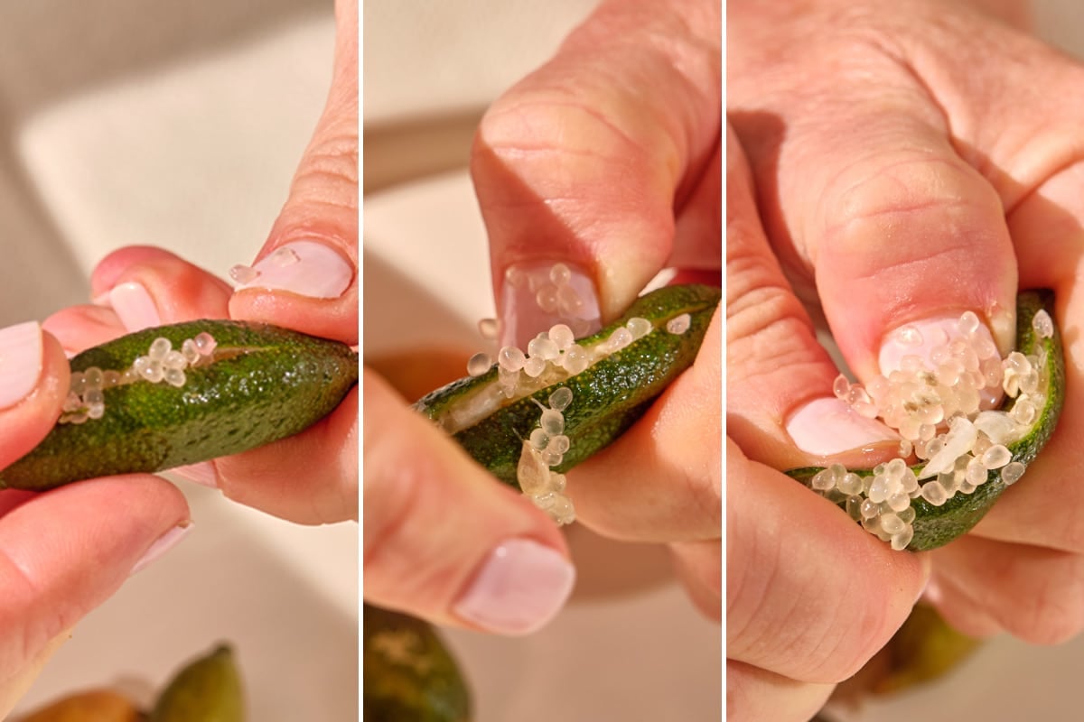 Woman opening finger lime to release the citrus pearl flesh.