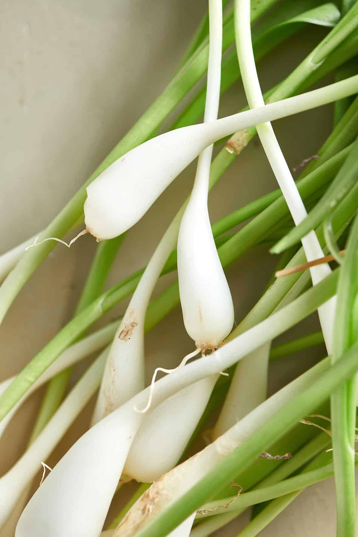 Pile of fresh ramps in spring.