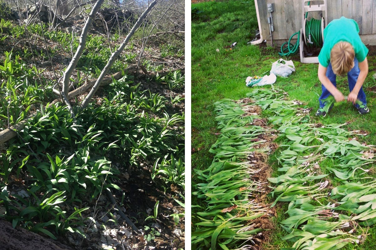 Wild ramps growing in woods and child help harvest ramps in spring.