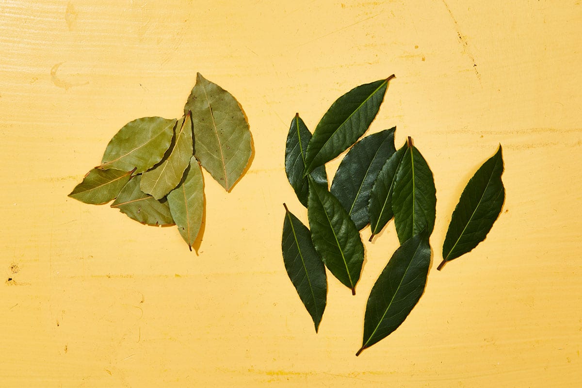 Fresh and dried bay leaves on yellow table.