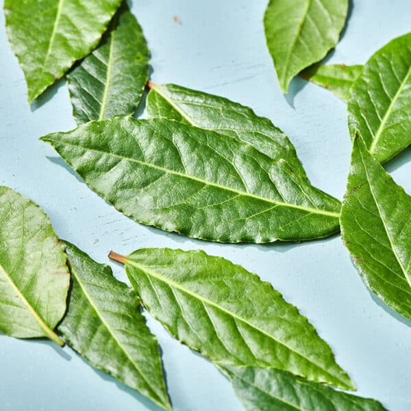 Fresh bay leaves on blue table.
