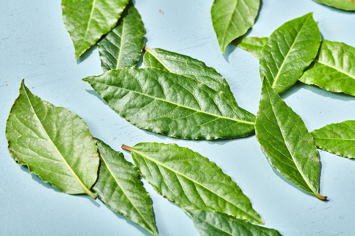 Fresh bay leaves on blue table.